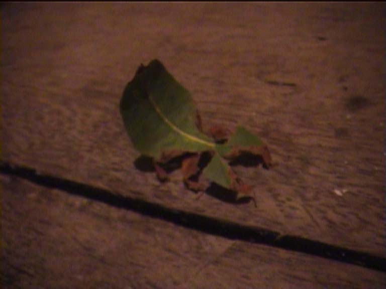 01thaileaf