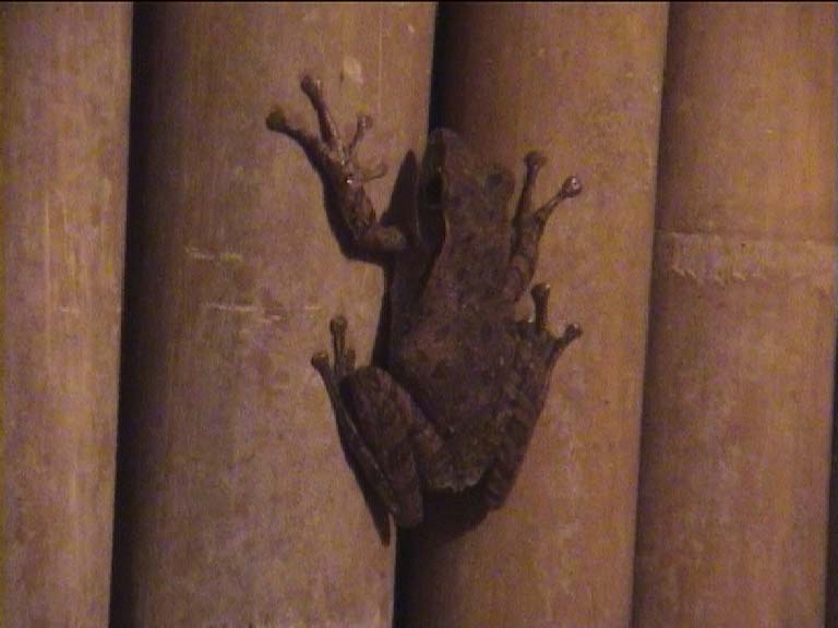 02thaifrog