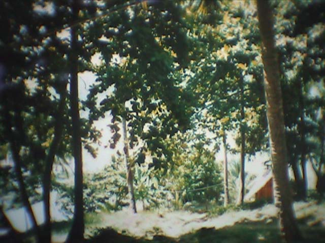 26malayforest