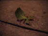 01thaileaf