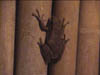 02thaifrog