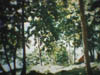 26malayforest