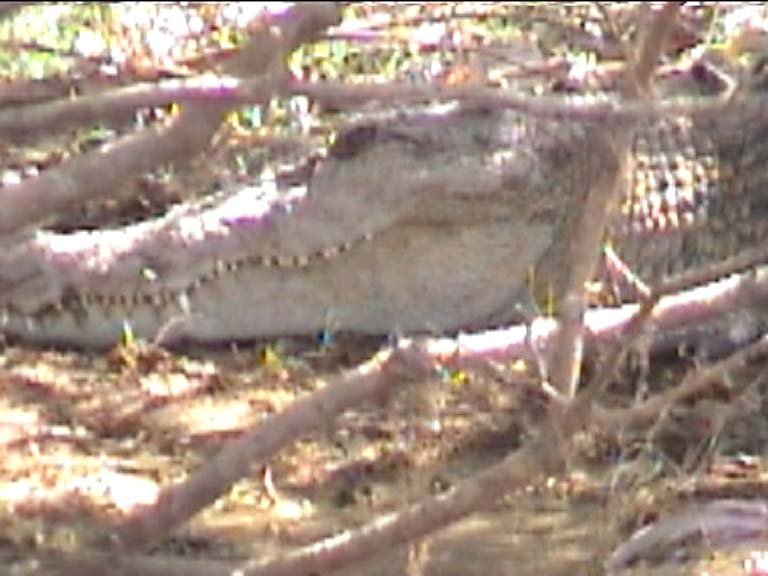 18croc
