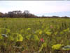 19yellowwater