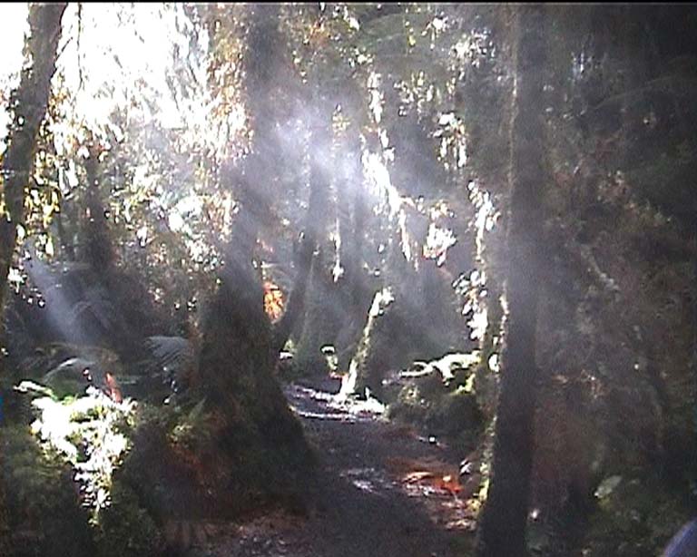 21rainforest