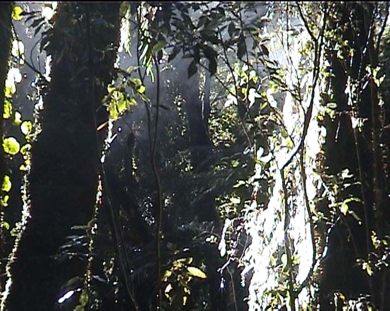 23rainforest