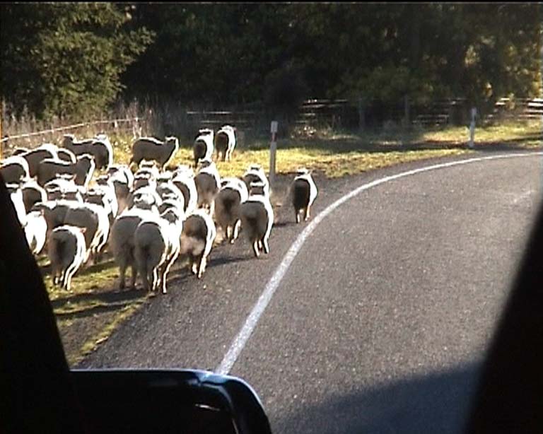 45nztraffic