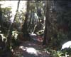 20rainforest