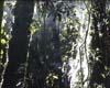 23rainforest